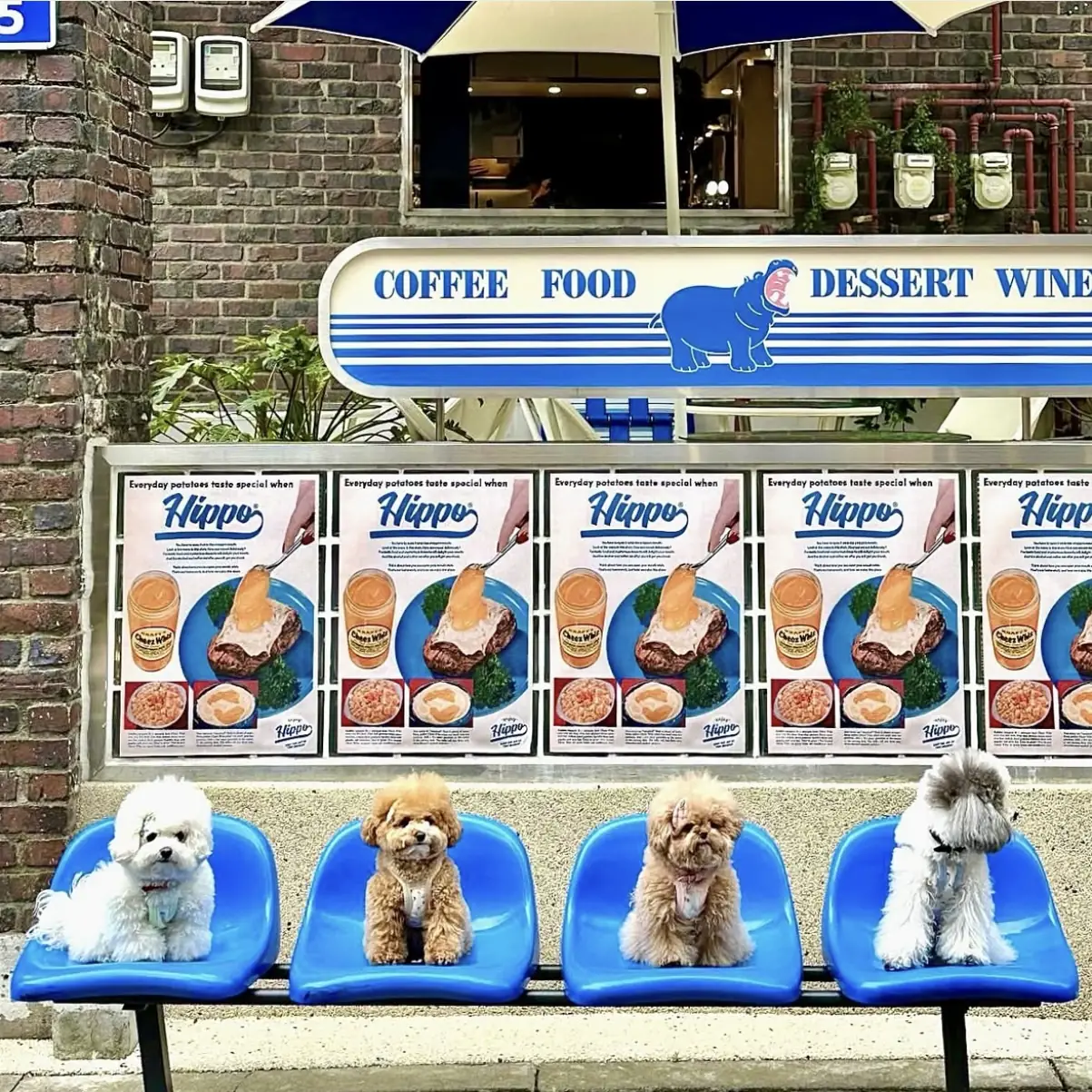 ヒッポブランチハウス前の青いベンチに座る4匹の犬と「COFFEE FOOD DESSERT WINE」のカバの看板 — 延南洞のペット同伴ブランチグルメ